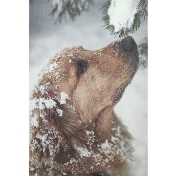 Tela öntapadó rizspapír